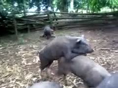 Rare zoophilia footage captured by an dilettante when that guy noticed 2 large hogs fucking 